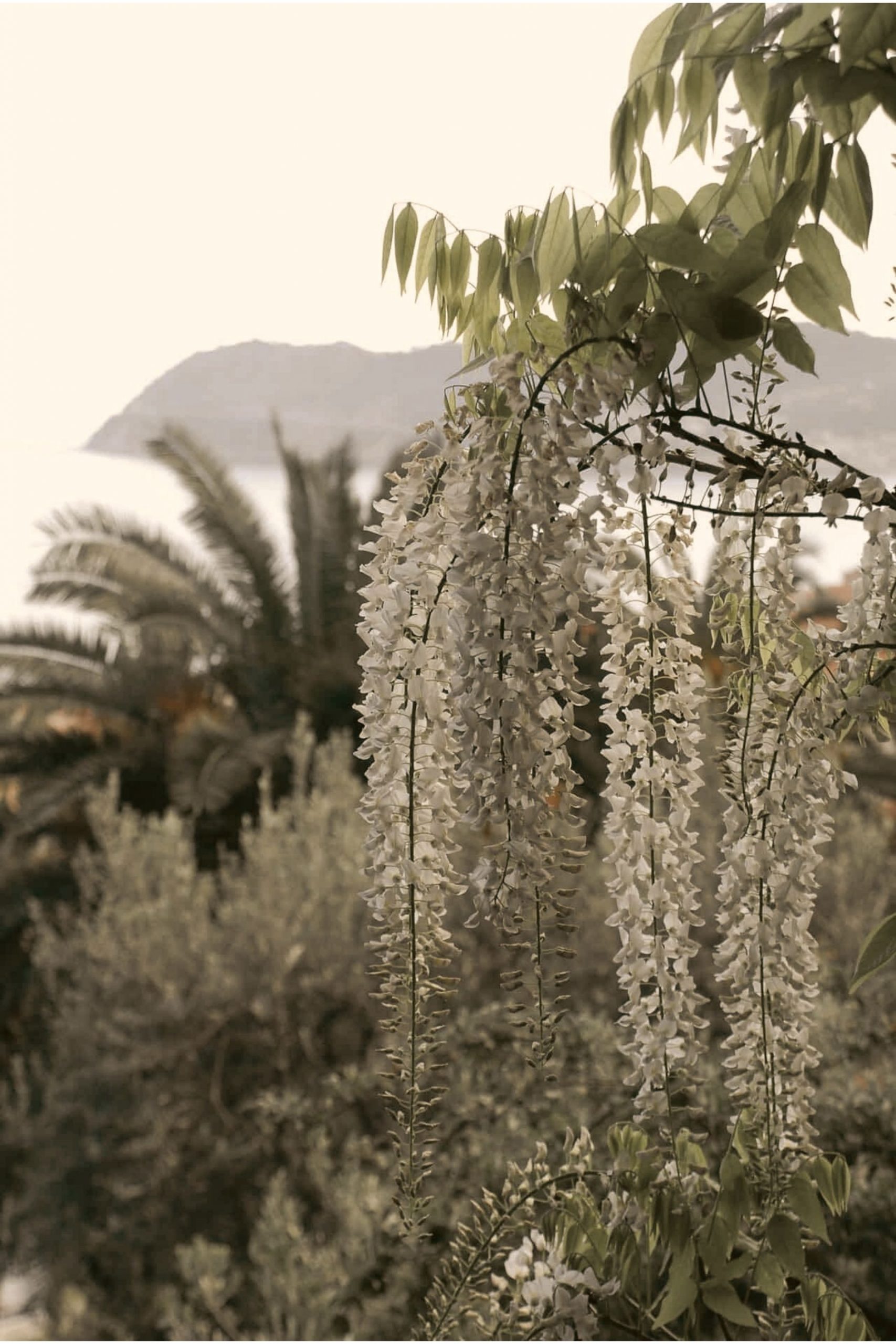 Die weißen Glyzinien im Garten von Villa Pergola. Im Hintergrund sehen Sie die wunderbare Aussicht auf Baia del Sole.